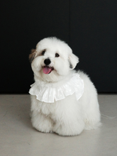 画像をギャラリービューアに読み込む, 【ohdibs / 予約】capeness no.18 _ White(ケープネス)