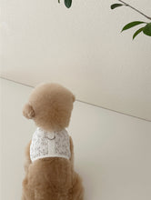 画像をギャラリービューアに読み込む, 【eyou / 予約】果実ハーネス(ハーネス)