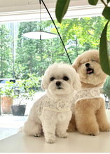 画像をギャラリービューアに読み込む, 【eyou / 予約】果実ハーネス(ハーネス)