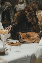 画像をギャラリービューアに読み込む, 【tesoro】わんこピザのお届け便 🍕