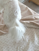 画像をギャラリービューアに読み込む, 【eyou / 予約】ベロアブランケット
