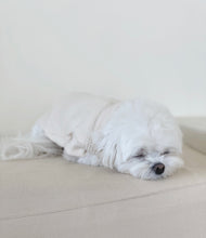 画像をギャラリービューアに読み込む, 【eyou / 予約】クロップルポーラニット
