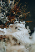 画像をギャラリービューアに読み込む, 【12 / 14（土）】わんこ撮影会ご予約ページ《photographer おたけさん》
