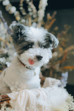 画像をギャラリービューアに読み込む, 【12 / 14（土）】わんこ撮影会ご予約ページ《photographer おたけさん》
