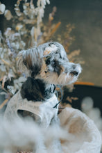 画像をギャラリービューアに読み込む, 【12 / 14（土）】わんこ撮影会ご予約ページ《photographer おたけさん》
