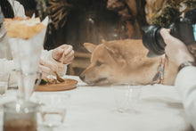 画像をギャラリービューアに読み込む, 【tesoro】わんこピザのお届け便 🍕
