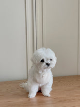 画像をギャラリービューアに読み込む, 【eyou / 予約】リンクルベベニブ
