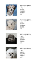 画像をギャラリービューアに読み込む, 【ohdibs / 予約】DAY CARRY BAG （ブリオオレンジ）
